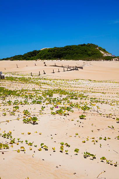 istock Itaunas Beach Espirito Santo Brazil dune sand sea sand 497239983