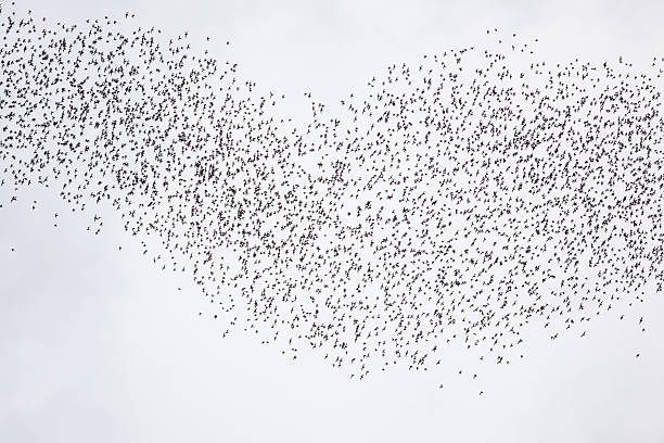 istock Bats flying in gunung mulu national park 497240595