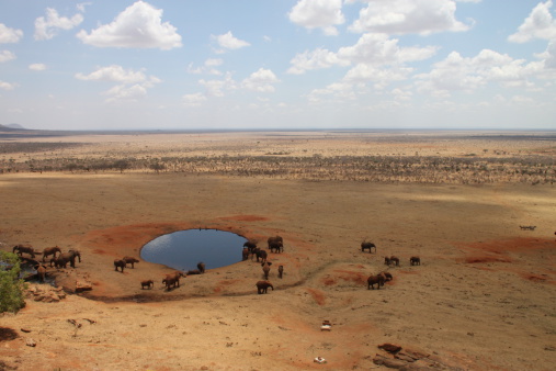 Savannah elephants gathered in a lake to drink, Tsavo East, Kenya