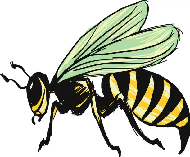Vector illustration of wasp