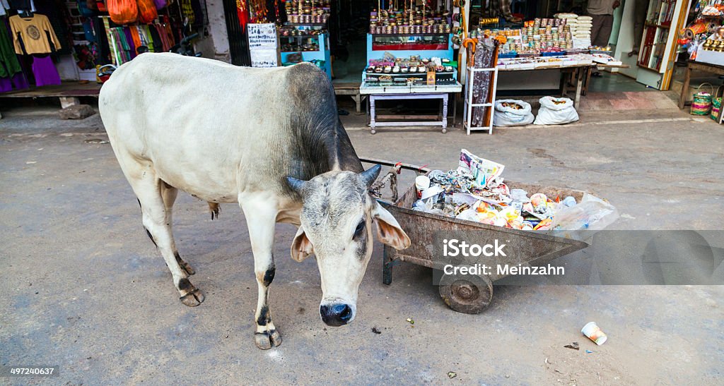 Vacas Descanse no calor do meio-dia, na rua - Foto de stock de Animal royalty-free