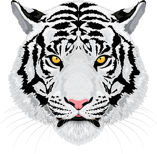 White Tiger Vector Art Graphics Freevector Com