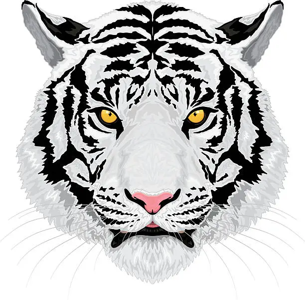 Vector illustration of White Tiger
