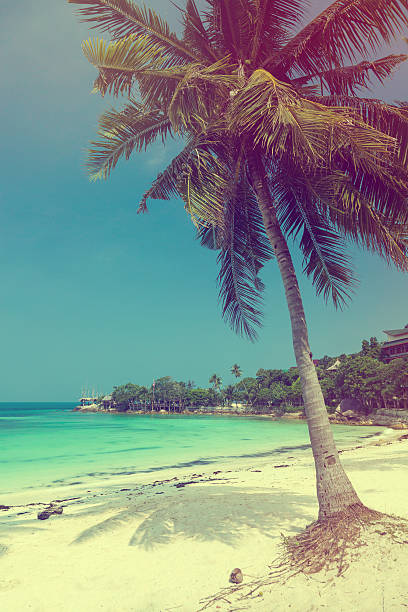 istock Beautiful tropical beach with coconut palm 497241333