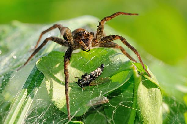 istock Dolomedes plantarius, female 497241355