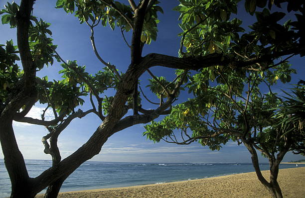 A beach in Nusa Dua in the south of the island of Bali in Indonesia in South East Asia.