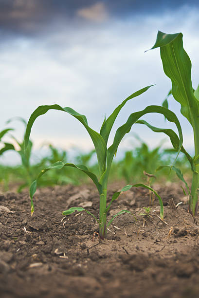 istock Young green corn in agricultural field 497242931