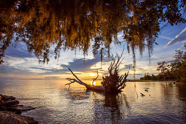 Glowing Spanish Moss A sunset captured in Mandeville Louisiana with a dead tree laying in Lake Pontchartrain spanish moss photos stock pictures, royalty-free photos & images