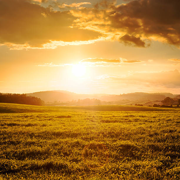 istock Summer Field and Clouds in Golden Light of Sunset 497243369