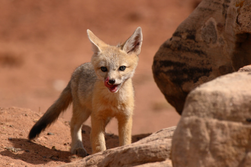 A Kit Fox puppy ready to play outside of its den in Utah.