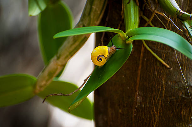 rare polymita jaune escargot à cuba - baracoa photos et images de collection