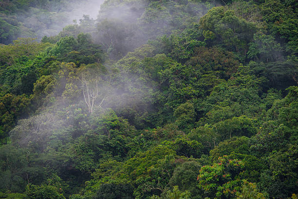 tropical dense cloud forest coverd in fog, Central Africa Evergreen cloud forest on the slopes of Bwindi forest in the border area between Uganda, Rwanda and DR Congo. This type of forests is created by a wet and moisture climate and is characterized by a high incidence of low-level cloud cover - the forest is that dence that there is rarely light coming until to ghe ground. central africa stock pictures, royalty-free photos & images