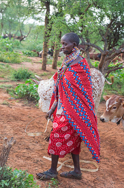 istock Maasai woman getting ready to milk her cows. 497244947