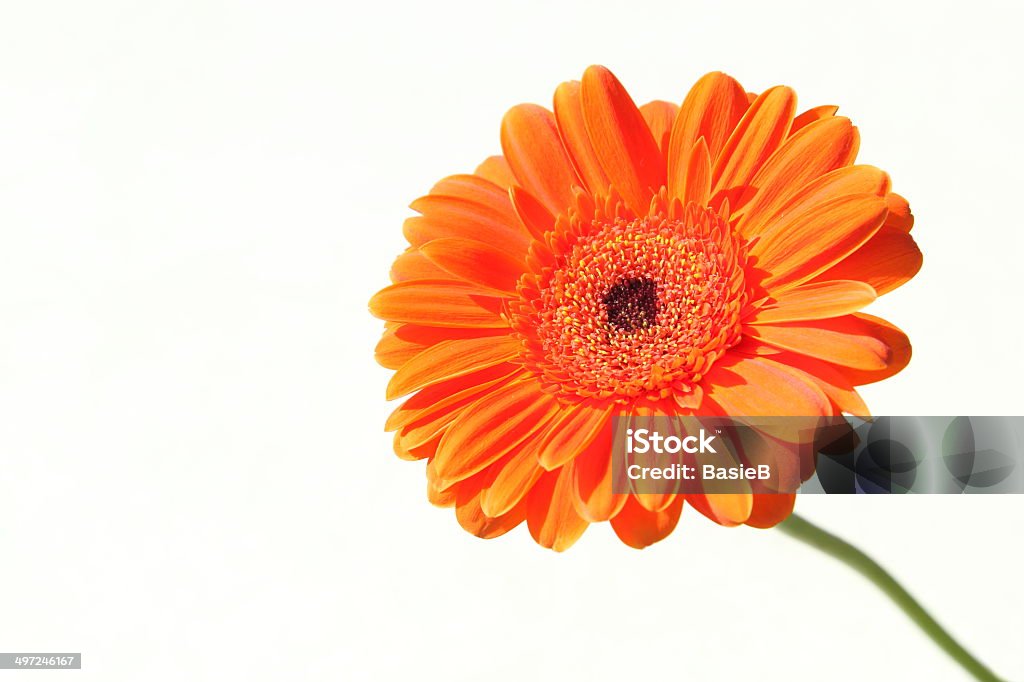 Orange gerbera Blume - Lizenzfrei Blume Stock-Foto