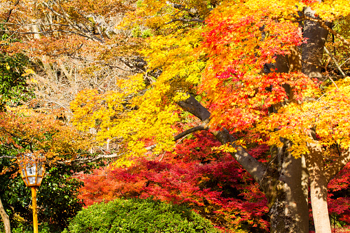 the fall season of Japan in Japan