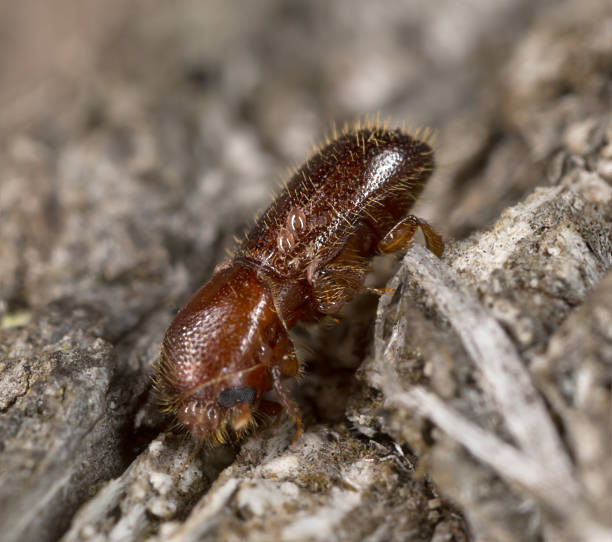 istock Fruit-tree pinehole borer, Xyleborinus saxesenii on wood 497247982