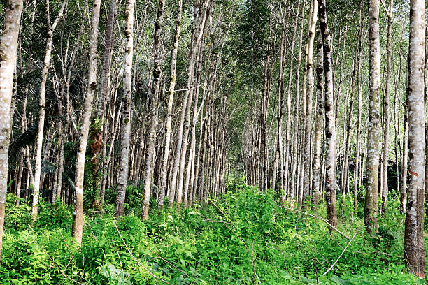 rangée d'arbres forêt de thaïlande en caoutchouc - moistness photos et images de collection