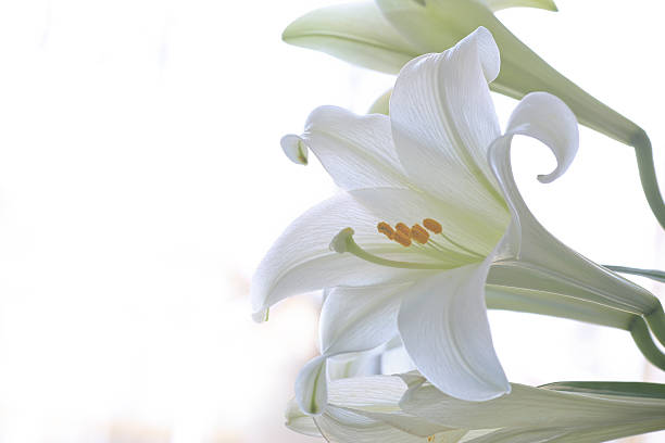 Easter Lily stock photo