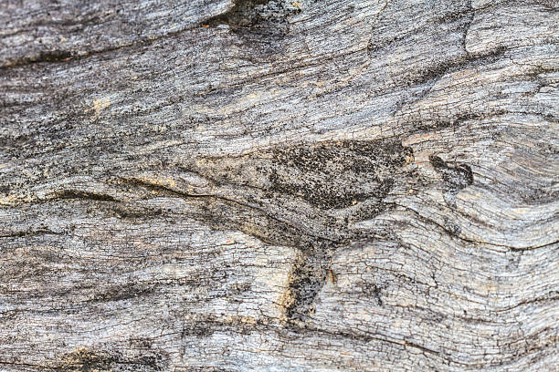 istock texture of bark wood 497250848
