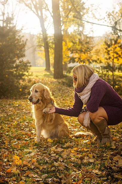 istock Golden retriever in autumn park 497251048