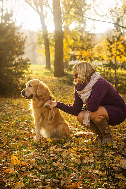 istock Golden retriever in autumn park 497251118