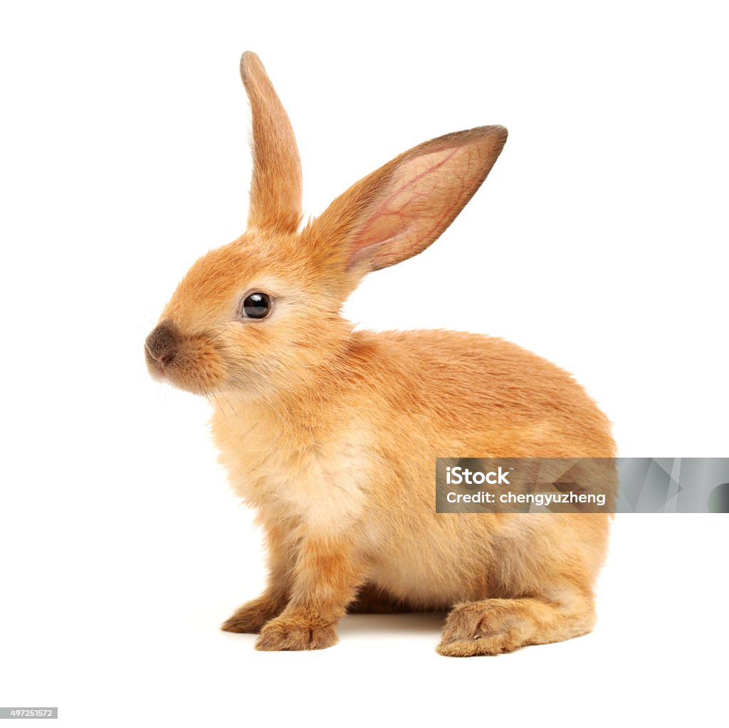 brown bunny rabbits brown bunny rabbits isolated on white background 2015 Stock Photo