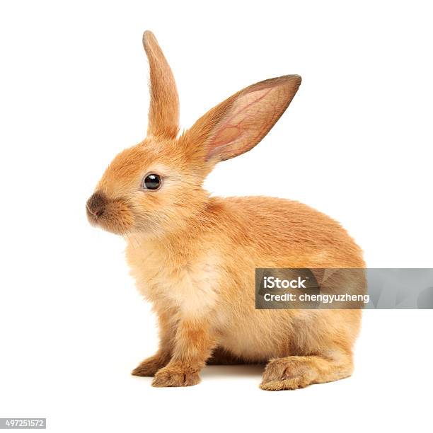 Brown Bunny Rabbits Stock Photo - Download Image Now - 2015, Agriculture, Animal