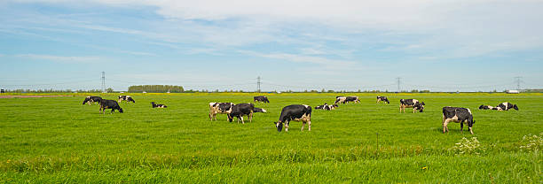 istock Herd of grazing cows in a meadow in spring 497251868
