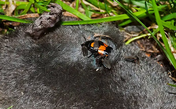 Burying beetle or Sexton beetle (Nicrophorus vespillo) on carrion: the decaying remains of a Mole
