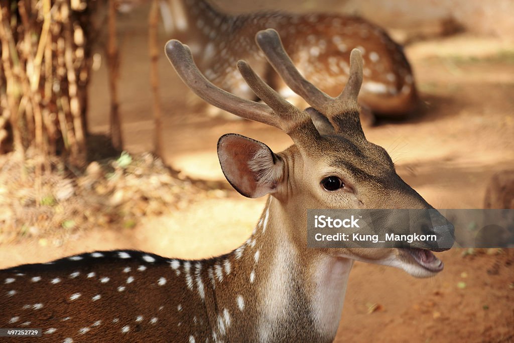 female axis deer Close up portrait of a female axis deer Animal Stock Photo