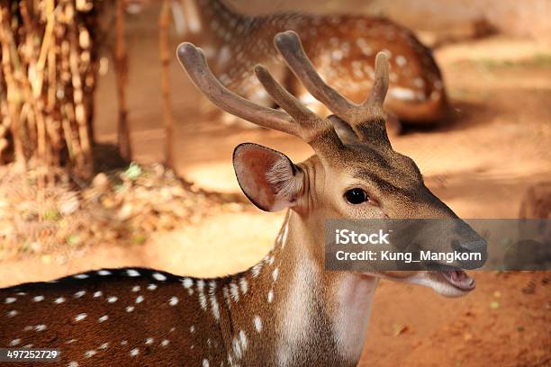 Female Axis Deer Stock Photo - Download Image Now - Animal, Animal Wildlife, Antler