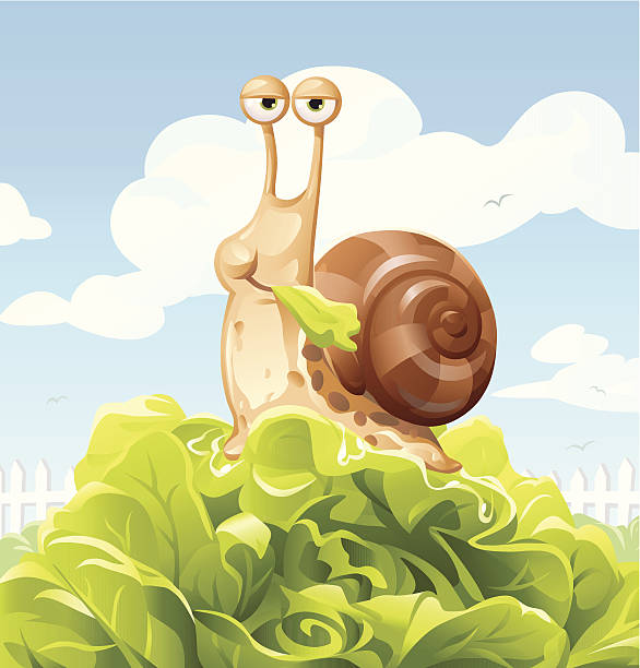 snail eating салат - vector animal snail slug stock illustrations