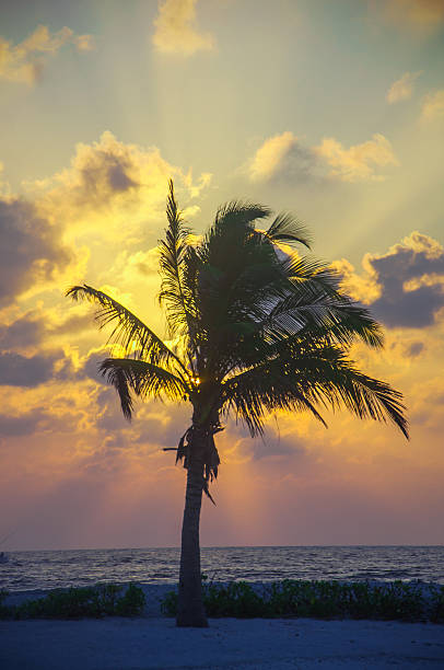 istock Palm tree on the sea shore -  Sun and Cloud 497252893