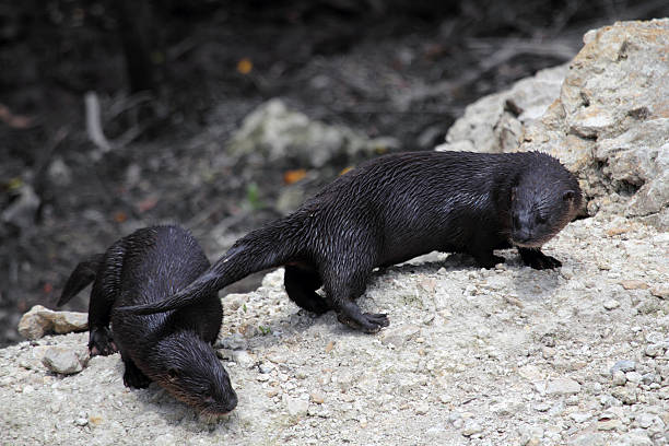 wild otters - big cypress stock-fotos und bilder