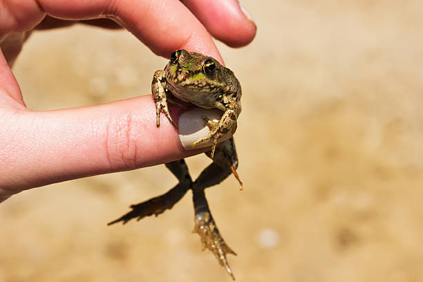 маленький лягушка в исполнение - frog animal little boys child стоковые фото и изображения