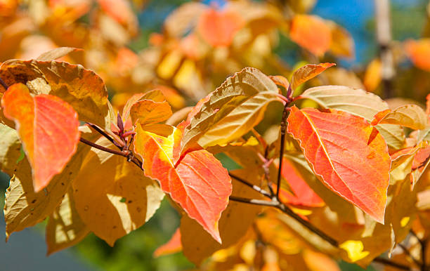 istock North Cascades National Park - October 2011 497254075