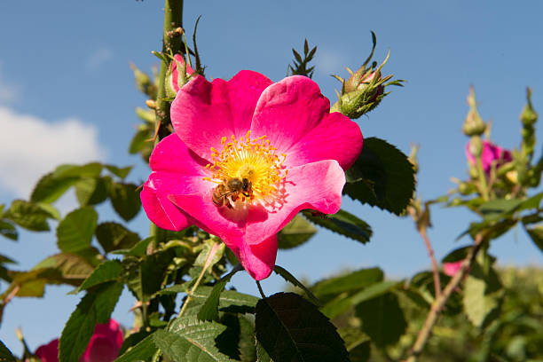 Roses, flowers in the foreground