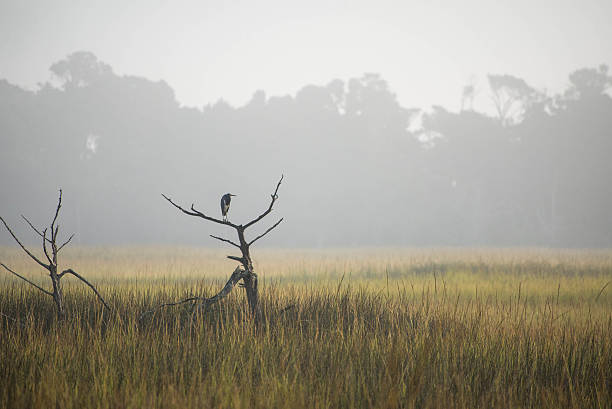 Heron in the Foggy Marsh Great Blue Heron on dead tree perch watching over the marsh in the foggy morning mist on Bald Head Island, NC bald head island stock pictures, royalty-free photos & images