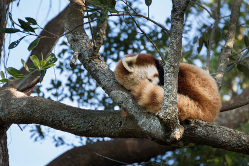 One sleeping Red Panda high up in the trees.