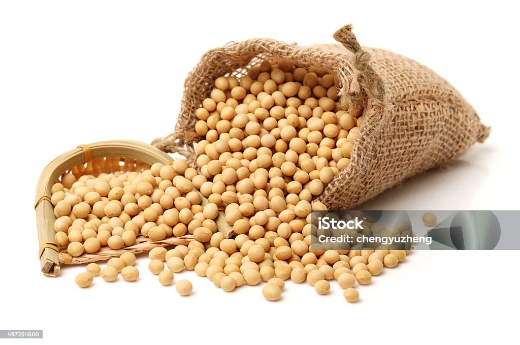 gold soybean gold soybean isolated on white background Horizontal Stock Photo