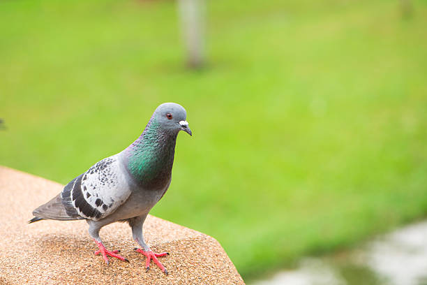 istock Curious Feral Pigeon on green background 497254986