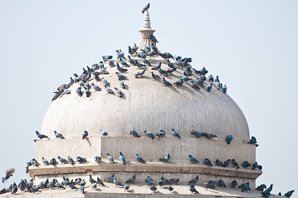 istock lots of pigeons on the roof 497255009