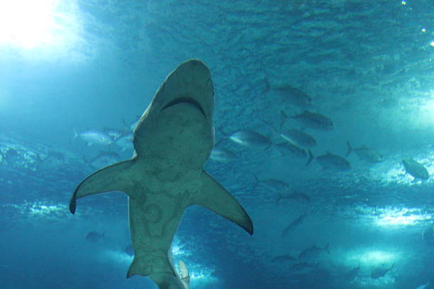 istock View from the bottom of a shark swimming 497255120