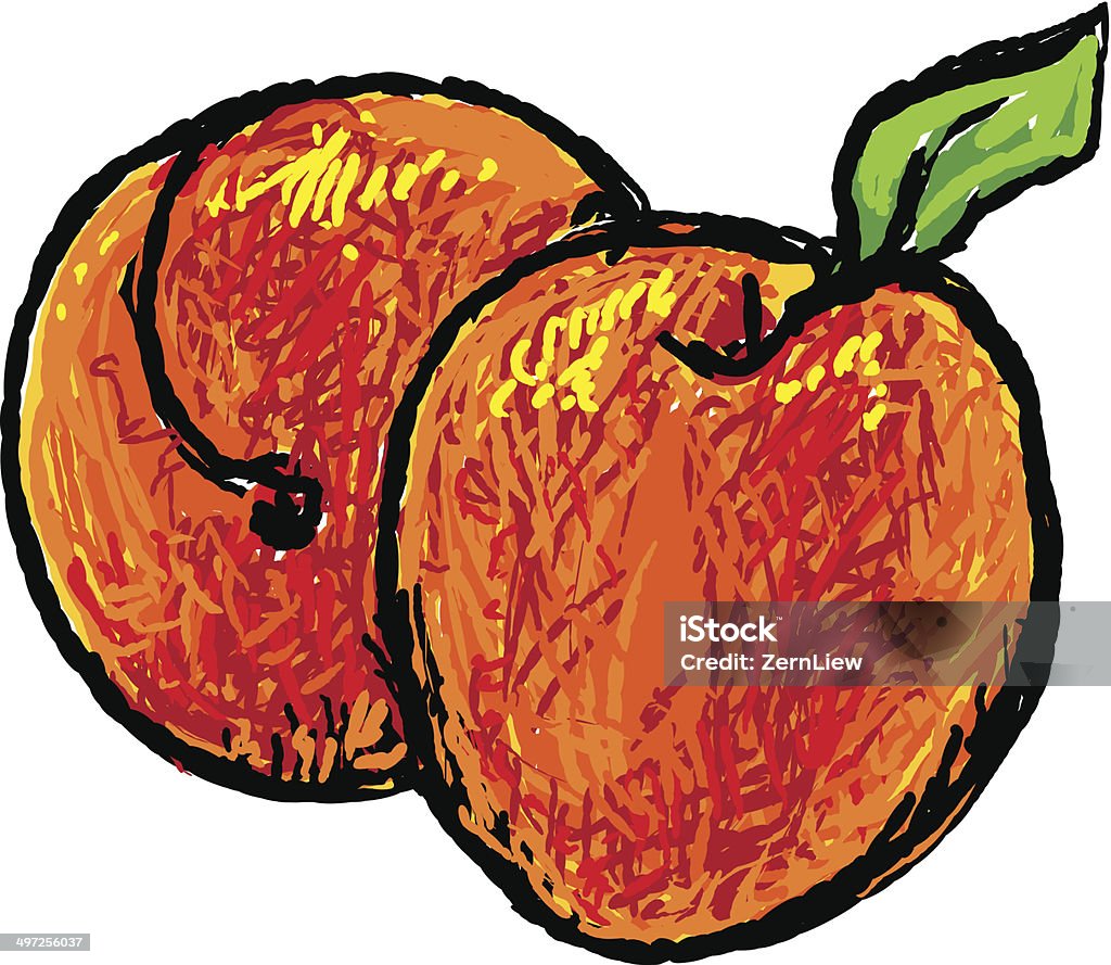 Peaches / Apricots Hand drawn fruit - peaches or apricots. Orchard stock vector
