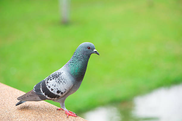 istock Curious Feral Pigeon on green background 497256550