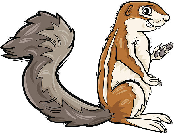 xerus animal cartoon illustration Cartoon Illustration of Funny Xerus Animal african ground squirrel stock illustrations