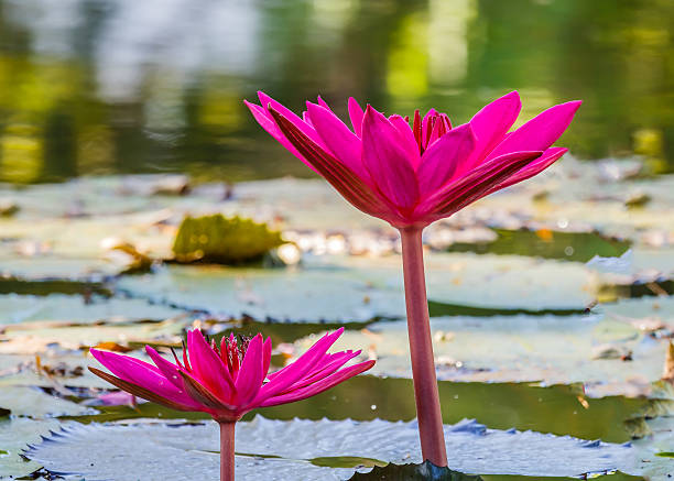 istock Close up pink water lily blossom in the pond 497257262