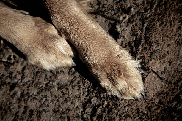 istock Dog big paws on carpet background. Filtered image 497257642