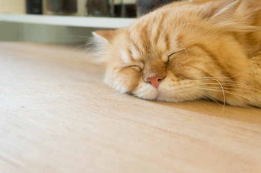 persian cat sleep on table