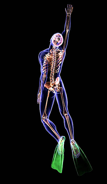 istock Anatomy of Diver 497259153